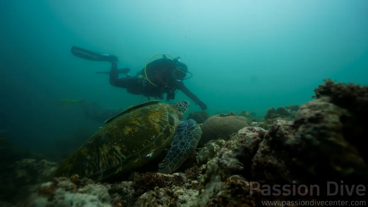 부용 포인트에서 만난 바다거북과 적당한 거리를 유지하며 함께 수영하는 다이버