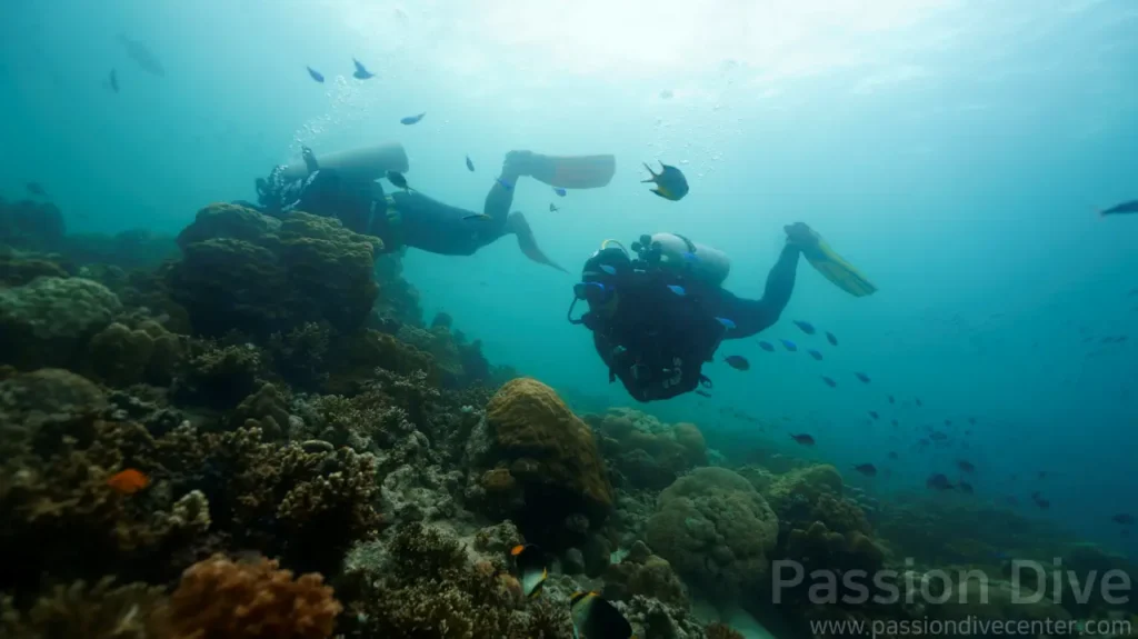 막탄 부용 포인트의 아름다운 산호 정원 위를 평화롭게 유영하는 다이버들