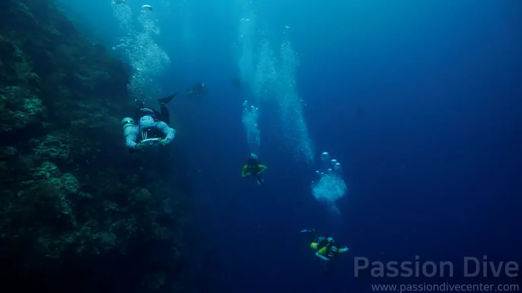 Bohol Fun Diving Tour - Wall Diving