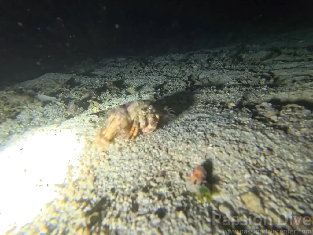 A detailed macro close-up of a hermit crab moving on the sandy ocean floor during a night freedive in Cebu.