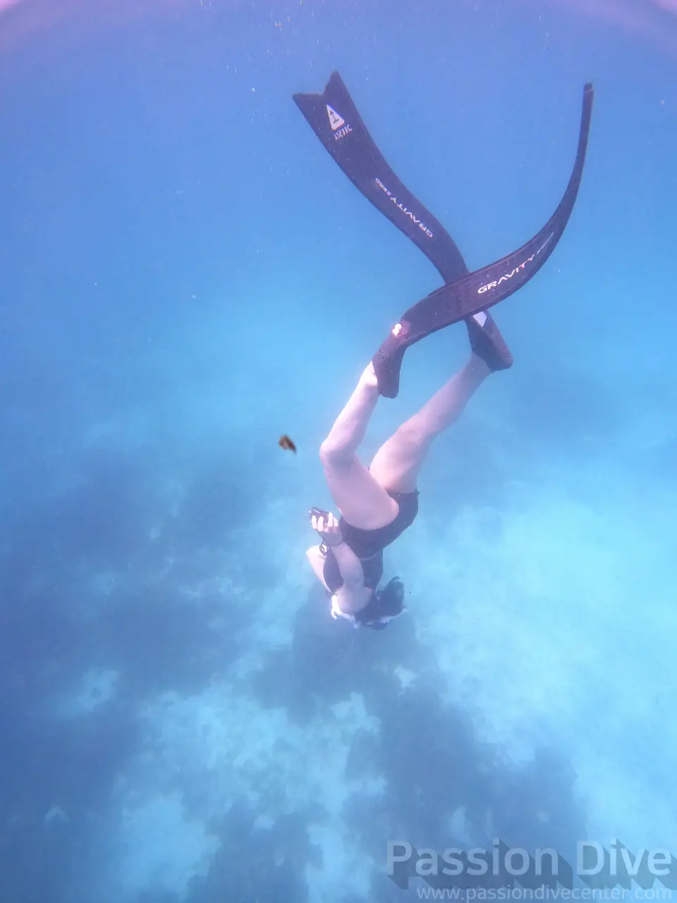 A freediver in a head-down descent position at the Passion Dive housereef in Mactan, Cebu, with long fins filling the frame