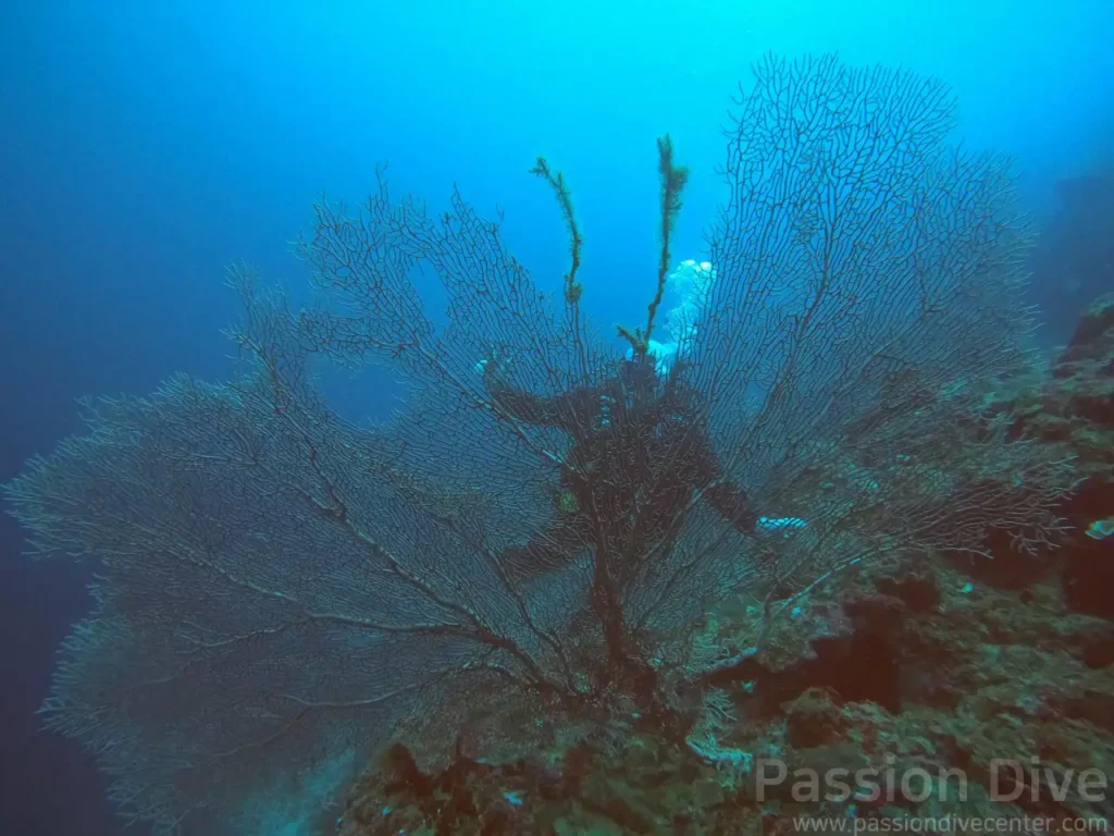 麥克坦潛點的巨大海扇與珊瑚礁
